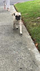 Reunited Male Dog last seen Navajo Rd and Jaffe Ct, San Diego, CA 92119