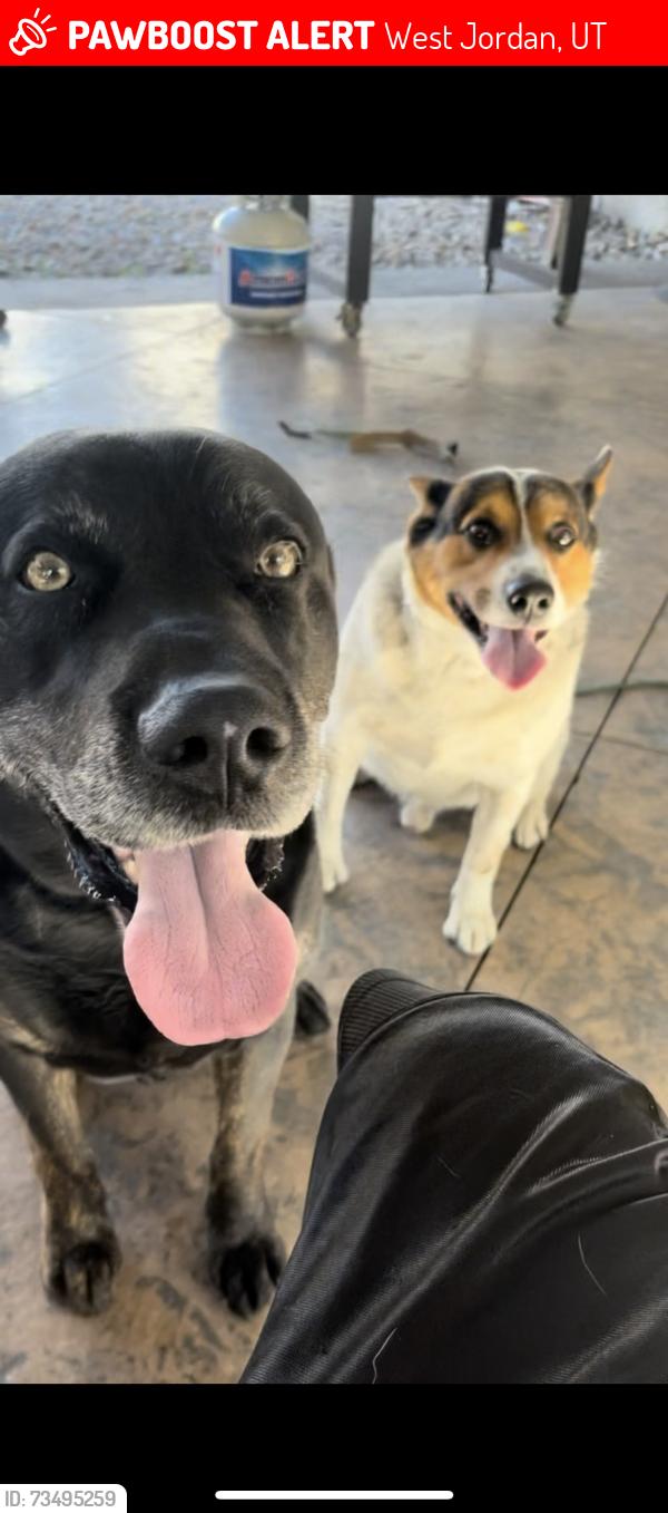 Lost Male Dog last seen hse, West Jordan, UT 84081