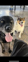 Lost Male Dog last seen hse, West Jordan, UT 84081