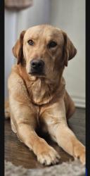 Reunited Male Dog last seen 44th and May ave, Oklahoma City, OK 73119