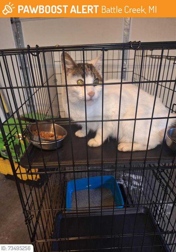 Found/Stray Female Cat last seen Cornell Drive and East Avenue, Battle Creek, MI 49017