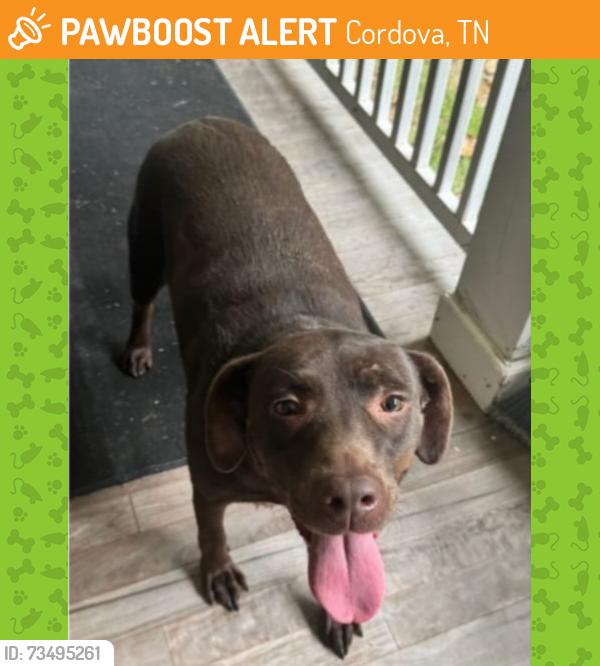 Found/Stray Female Dog last seen Near Memphis islamic center, Cordova, TN 38018
