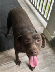 Found/Stray Female Dog last seen Near Memphis islamic center, Cordova, TN 38018
