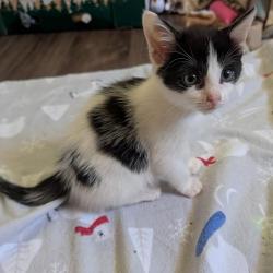 Shelter Stray Male Cat last seen , 2350 Appling City Cove, Memphis, TN 38133, USA