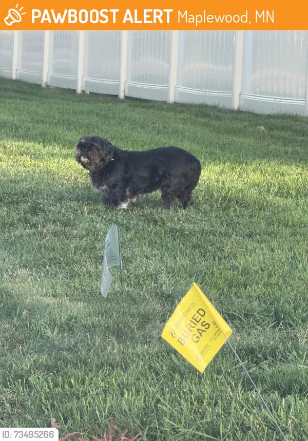 Found/Stray Unknown Dog last seen Larpentuer west of Prosperity, Maplewood, MN 55117