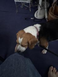 Reunited Female Dog last seen Laben, Hollins, VA 24019