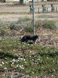Found/Stray Unknown Cat last seen Inside Richmond field station fence, Richmond, CA 94804