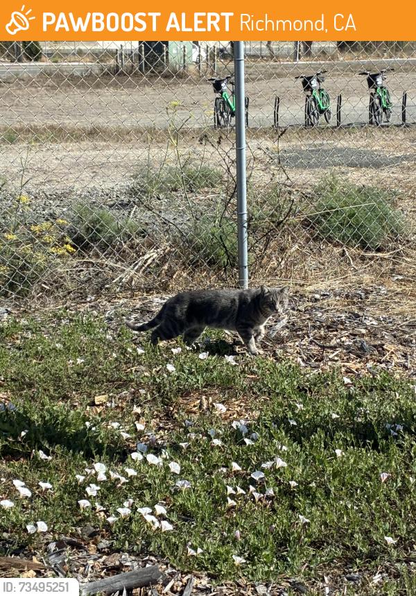 Found/Stray Unknown Cat last seen Inside Richmond field station fence, Richmond, CA 94804