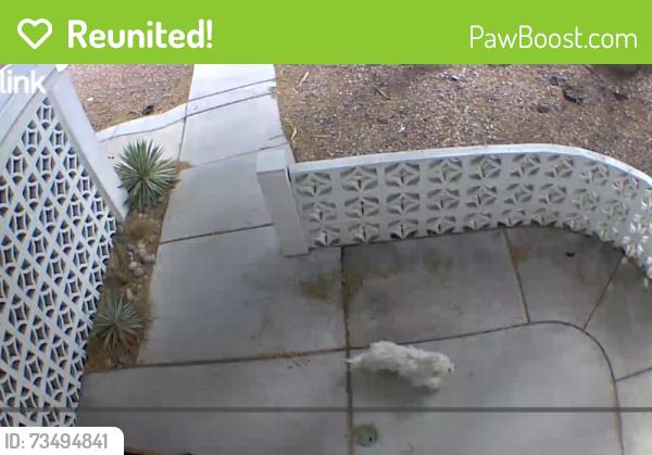 Reunited Unknown Dog last seen Chikasaw and Cayuga, Las Vegas, NV 89169
