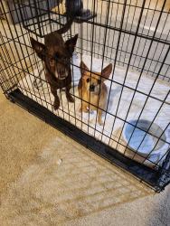 Reunited Male Dog last seen W. 35th St S and 35th St C. Harvest Ridge Neighborhood, Wichita, KS 67215