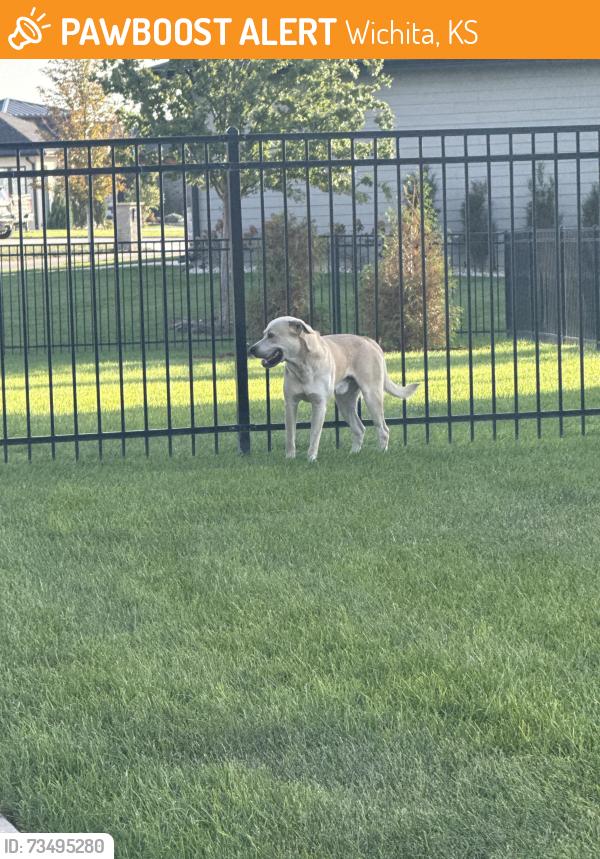 Found/Stray Male Dog last seen Near N Doris Ct, Wichita, KS 67205