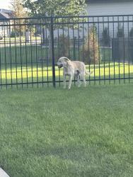 Found/Stray Male Dog last seen Near N Doris Ct, Wichita, KS 67205