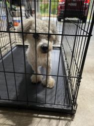 Reunited Male Dog last seen Ellis Rd, Hoke County, NC 28357
