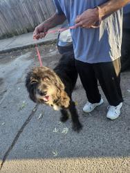 Found/Stray Male Dog last seen Laurel lawton, Indianapolis, IN 46203