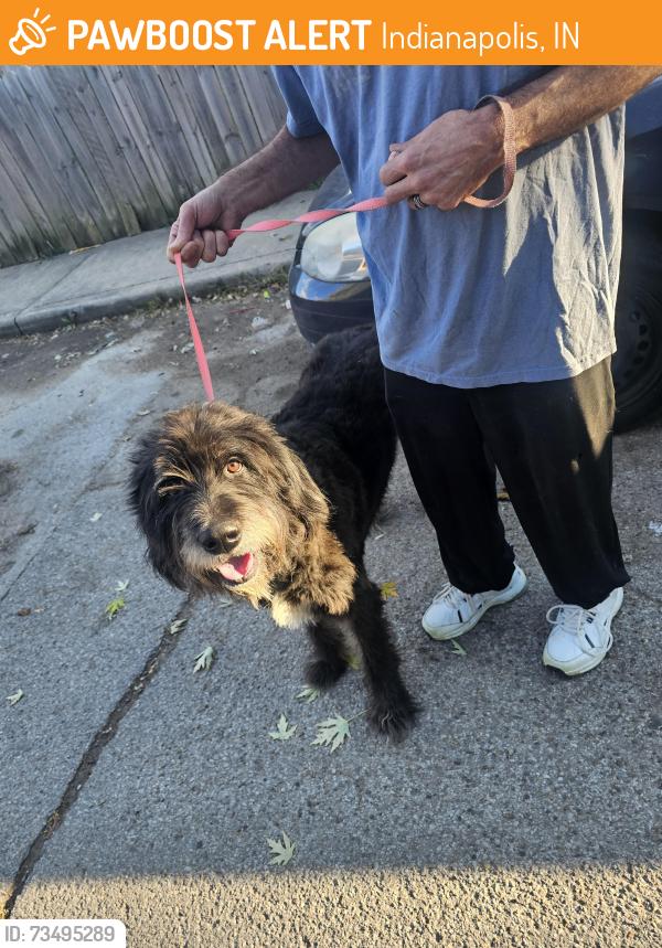 Found/Stray Male Dog last seen Laurel lawton, Indianapolis, IN 46203