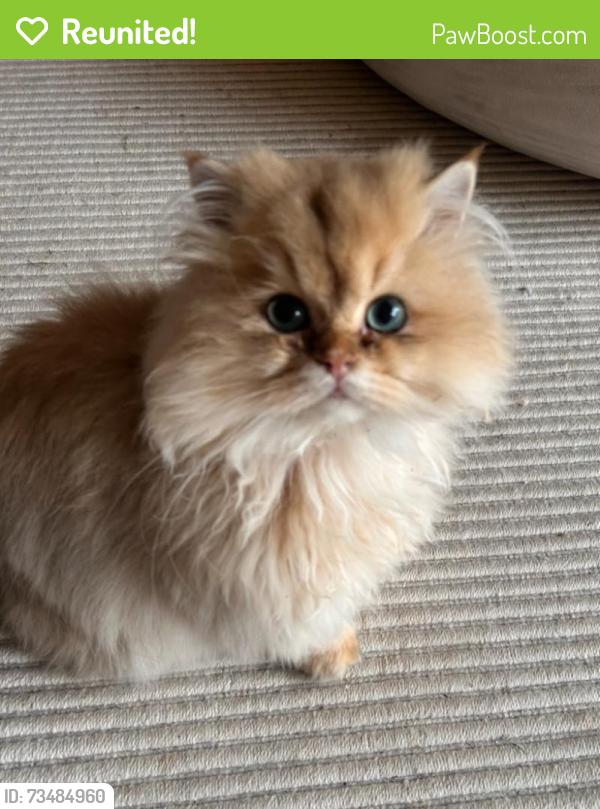 Reunited Male Cat last seen Parsons Avenue and Capital Avenue. But could be in Camelot Drive, Glen Waverley, VIC 3150