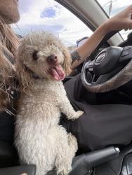 Reunited Male Dog last seen Jones and 95, Las Vegas, NV 89107