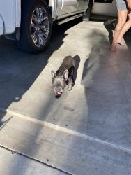 Found/Stray Male Dog last seen Rockylane, Odessa, TX 79762