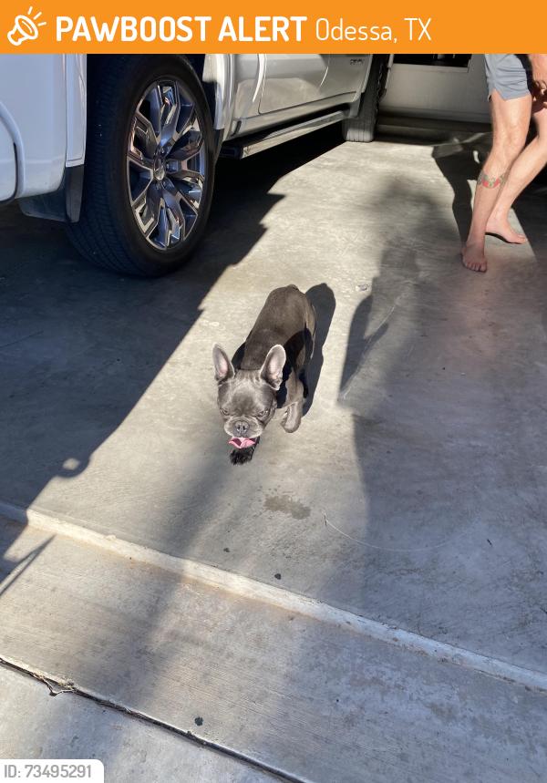 Found/Stray Male Dog last seen Rockylane, Odessa, TX 79762