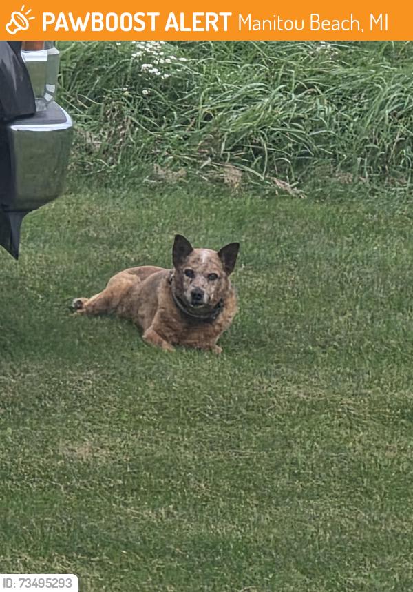 Found/Stray Unknown Dog last seen Rome Road and Skinner Hwy., Manitou Beach, MI 49253