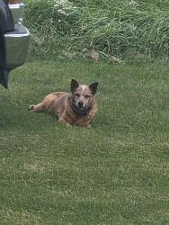 Found/Stray Unknown Dog last seen Rome Road and Skinner Hwy., Manitou Beach, MI 49253