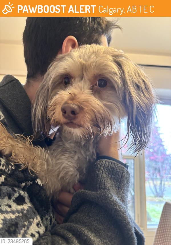 Found/Stray Male Dog last seen 23rd ave & 26A Street SW, Calgary, AB T3E 2C3