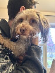 Found/Stray Male Dog last seen 23rd ave & 26A Street SW, Calgary, AB T3E 2C3