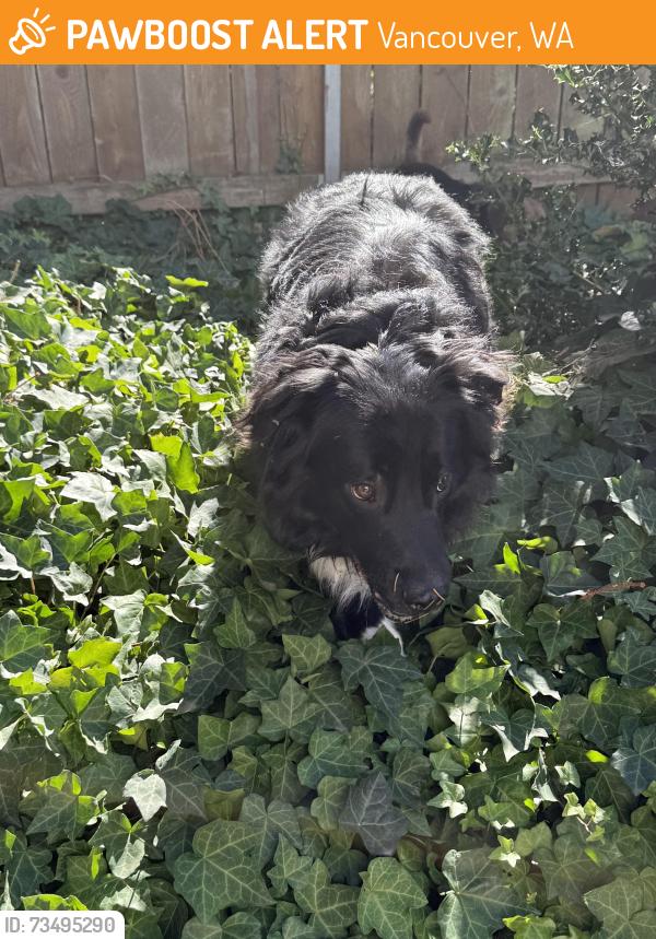 Found/Stray Male Dog last seen SE 15th st and SE 188th Ave Vancouver WA, Vancouver, WA 98683