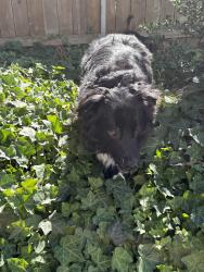 Found/Stray Male Dog last seen SE 15th st and SE 188th Ave Vancouver WA, Vancouver, WA 98683