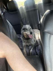 Found/Stray Unknown Dog last seen Eldorado Parkway, Little Elm, TX 75068