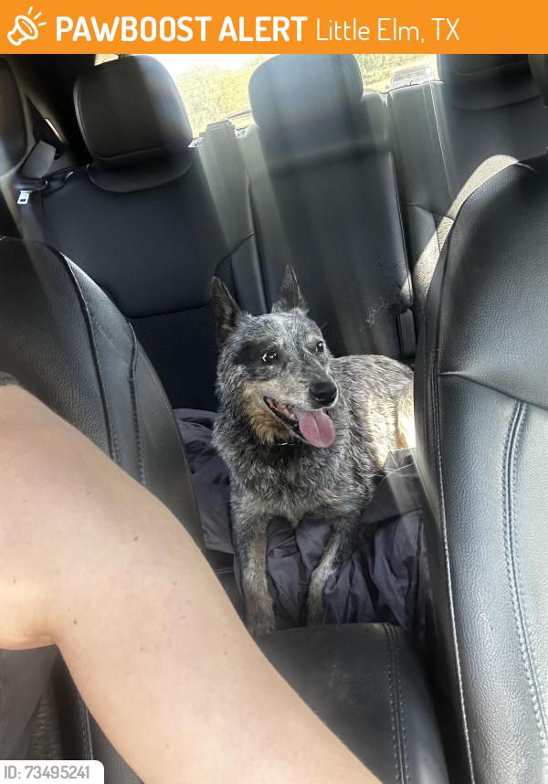 Found/Stray Unknown Dog last seen Eldorado Parkway, Little Elm, TX 75068