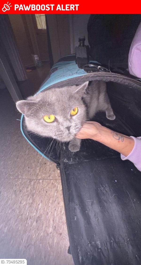 Lost Female Cat last seen St Catherine’s, St. Catharines, ON L2N 2Z3