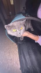 Lost Female Cat last seen St Catherine’s, St. Catharines, ON L2N 2Z3