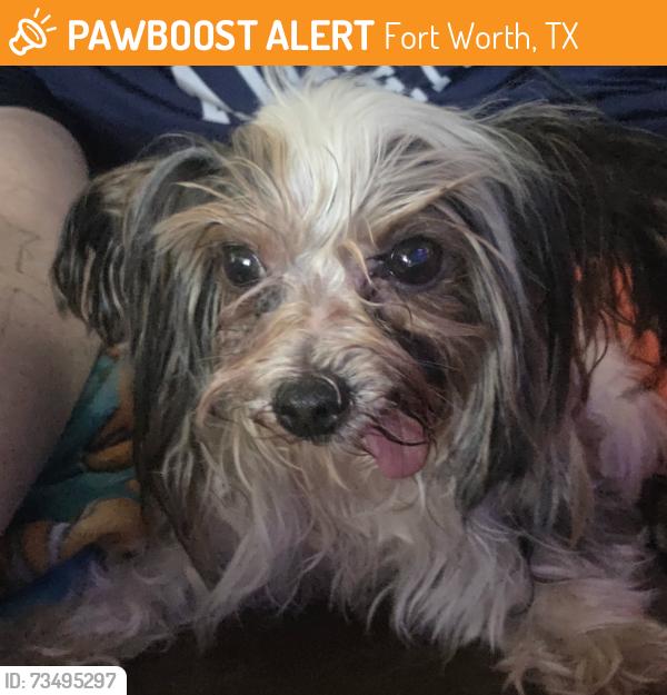 Found/Stray Female Dog last seen Crest Breeze and Crest Meadow Dr, Fort Worth, TX 76052