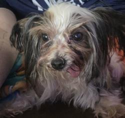 Found/Stray Female Dog last seen Crest Breeze and Crest Meadow Dr, Fort Worth, TX 76052