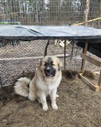 Reunited Male Dog last seen Stillwell beckett rd, woodmoor dr., Oxford, OH 45056
