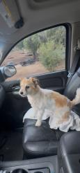 Reunited Male Dog last seen Near Wood Rd, Riverside, CA 92508, USA, Riverside, CA 92508