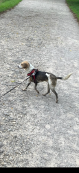Reunited Female Dog last seen Near Graceland shopping center, Columbus, OH 43214
