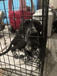 Found/Stray Male Dog last seen Crystal springs road, Fayetteville, NC 28306