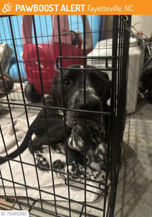 Found/Stray Male Dog last seen Crystal springs road, Fayetteville, NC 28306