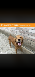 Reunited Female Dog last seen By Madrid, Brownsville, TX 78520