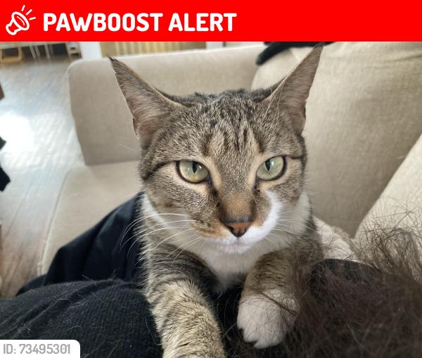 Lost Female Cat last seen Crystal and Analomink, East Stroudsburg, PA 18301