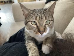 Lost Female Cat last seen Crystal and Analomink, East Stroudsburg, PA 18301
