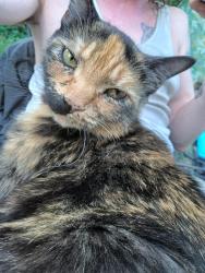 Lost Female Cat last seen Maple Ave Colonial Heights VA 23834, Colonial Heights, VA 23834