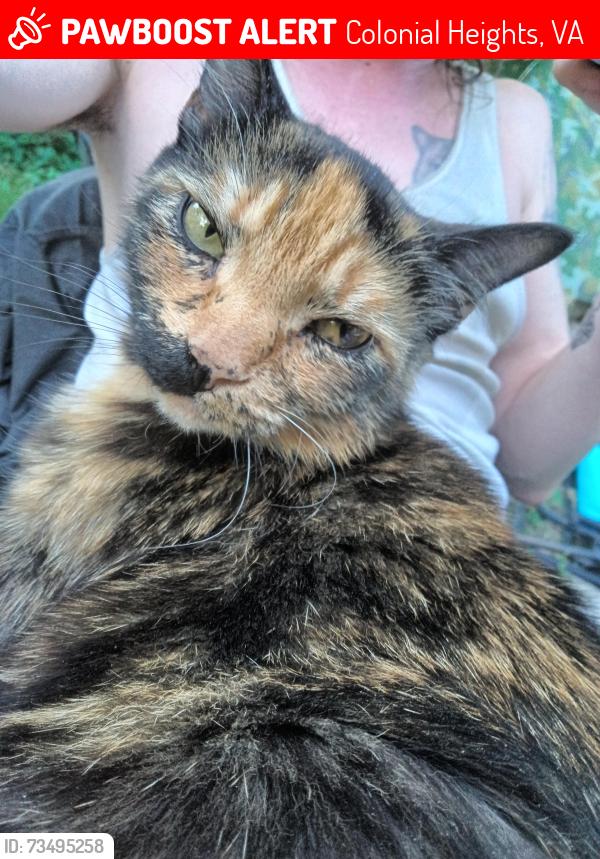 Lost Female Cat last seen Maple Ave Colonial Heights VA 23834, Colonial Heights, VA 23834