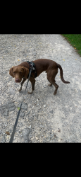 Lost Male Dog last seen Last seen near Graceland and someone said he was hit by a car, Columbus, OH 43214