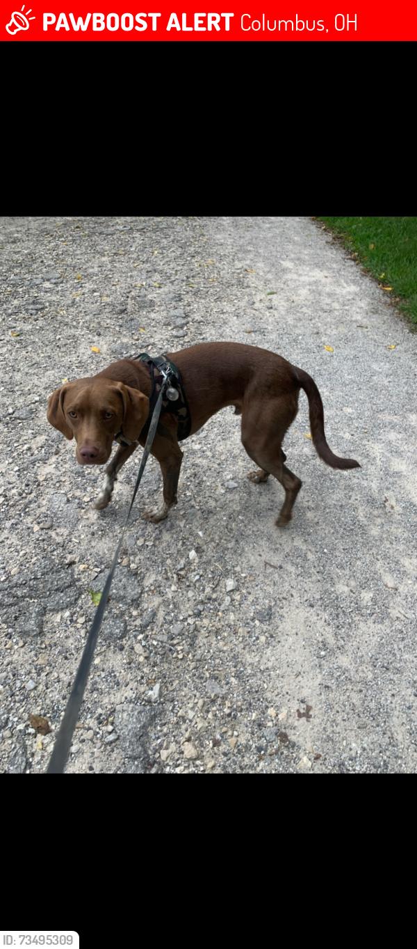 Lost Male Dog last seen Last seen near Graceland and someone said he was hit by a car, Columbus, OH 43214