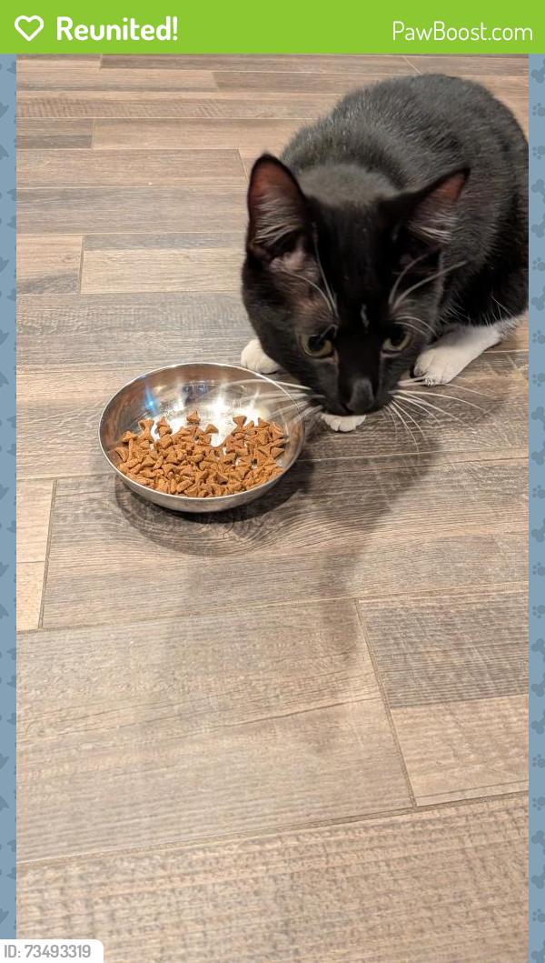 Reunited Male Cat last seen Watson and Davern, Saint Paul, MN 55116