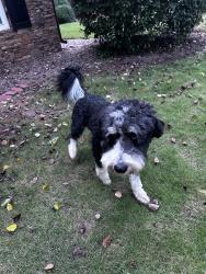 Reunited Male Dog last seen Briar Glen Ct, Gwinnett County, GA 30519