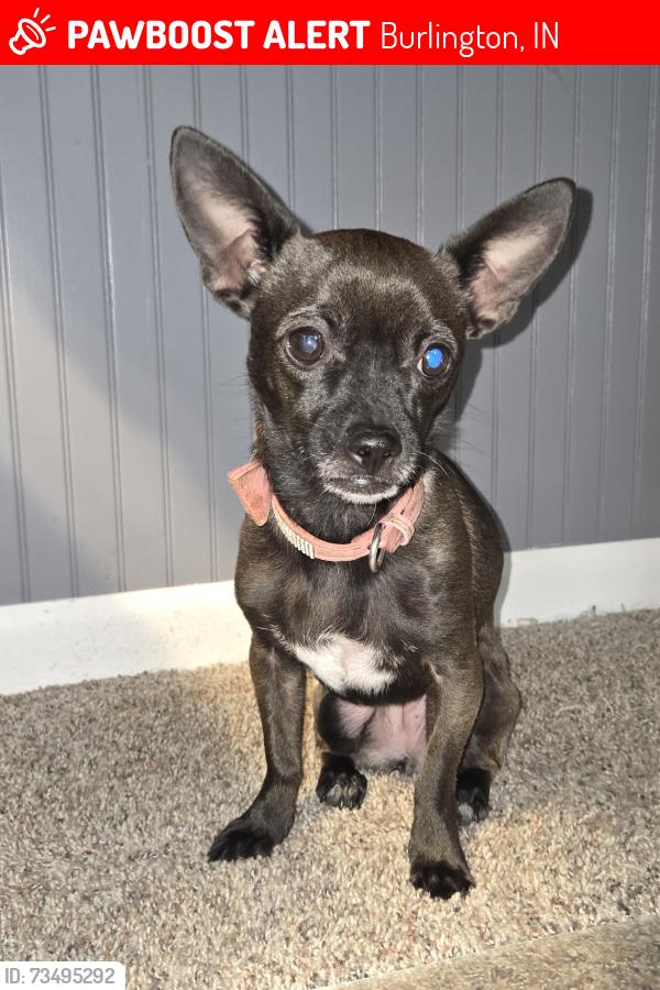 Lost Female Dog last seen Near S d 400 E, Burlington, IN 